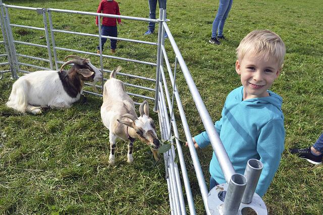 Hanno (4) fütterte die Ziege "Karamell", während sich Ziege "Elsa" das Drachenfest-Publikum anschaute | Foto: bim