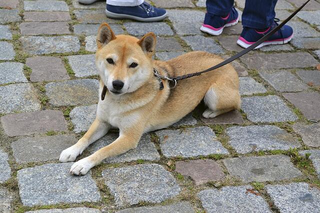Shiba Inu-Dame "Daisy", Hündin des TösterKultur-Vereinsvorsitzenden Dr. Harry Kalinowsky, wurde als Spitz der Witwe Bolte in die Darbietung einbezogen | Foto: bim