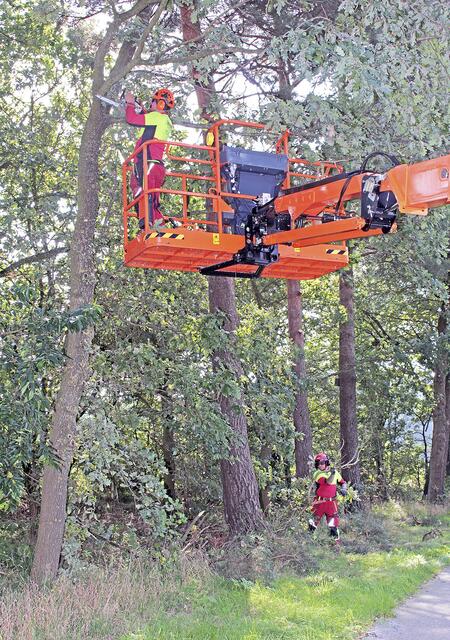 Sind ein eingespieltes Team: Während Sören Brinckmann oben sägt, räumt Marvin Maier unten die Äste weg | Foto: jab