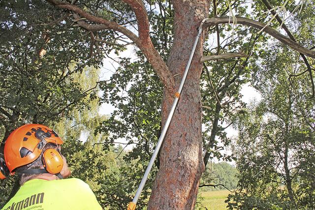 Mit der Teleskopsäge kommt Sören Brinckmann auf an höhere Äste, ohne die Hebebühne bewegen zu müssen | Foto: jab