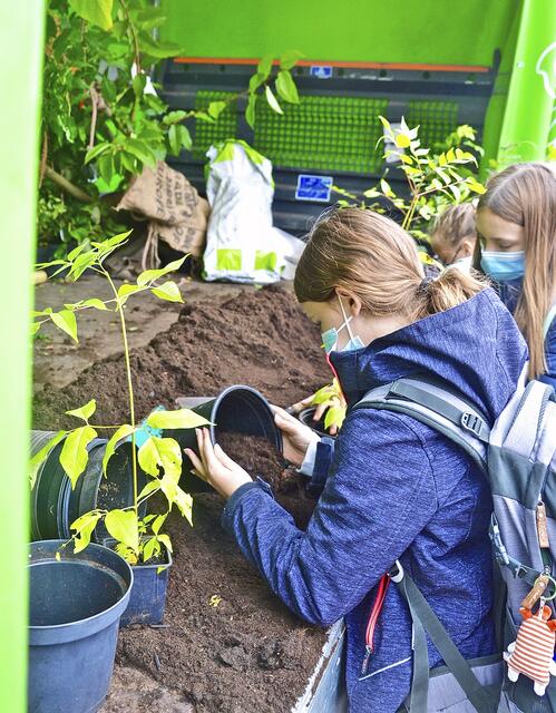 Die Schülerinnen topfen ihre Bäume mit viel Sorgfalt ein