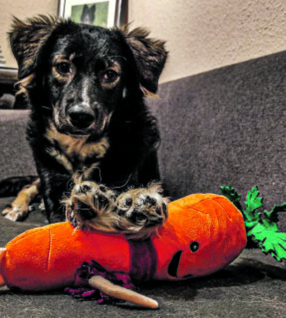 Bounty kam im Juli 2020 über „Help for Romanian Dogs“ zu Familie Gooßen aus Nottensdorf | Foto: Gooßen