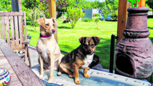 Madonna (li.) wurde im April 2020 über „Halona for dogs e.V.“ von Christel und Thomas Seifert aus Bossel adoptiert. Amy kam diesen Februar vom Tierschutz Campina (jeweils Rumänien) | Foto: Seifert