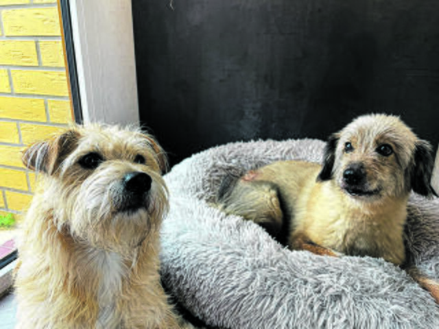 Strolch (li., SALVA Hundehilfe) lebt seit zehn Monaten und Buddy seit zehn Jahren (Tierhilfe Kroatien.org) bei Familie Hößler in Handeloh | Foto: Hößler