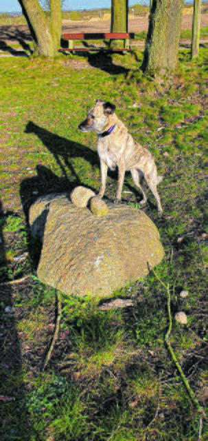 Frieda zog 2018 von der Tiervermittlung-HundeHeimat zu Familie Kempf-Daube nach Welle | Foto: Kempf-Daube
