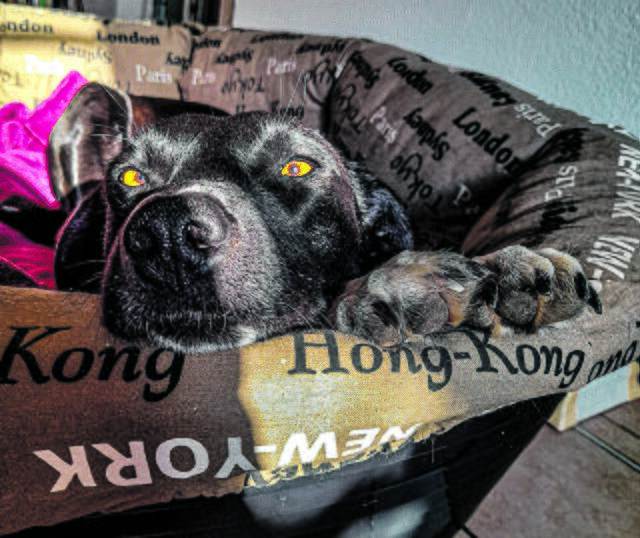 Sunny ist Anfang 2020 über den Tierschutz Tierwork e.V. zu Anke Schult nach Garstedt gezogen | Foto: Schult