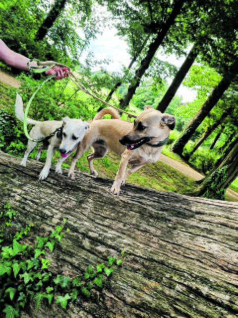 Die Geschwister Maja und Pitchi leben seit Oktober 2016 bei Doreen Bodtmann (Bützfleth) und stammen aus Bulgarien, vermittelt von Salva Hundehilfe e.V. | Foto: Bodtmann