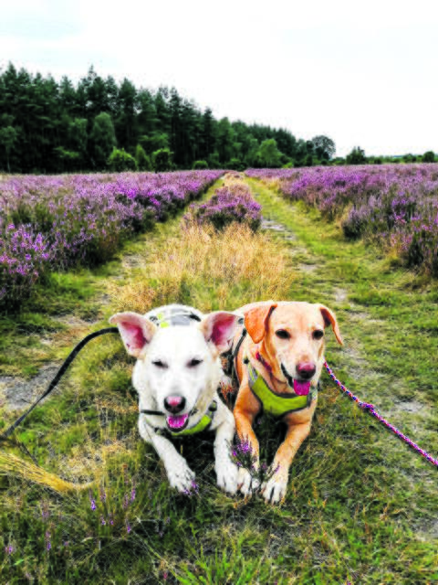 Henry (Hamburger Tierheim) kam vor drei Jahren und Anja (Kapverden Tierheim) vor zwei Jahren nach Winsen zu Familie Deppe | Foto: Deppe