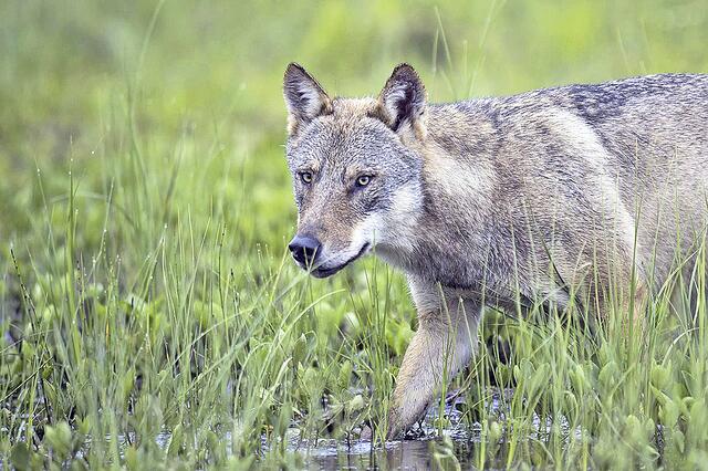 Der Wolf gefährdet nicht nur die Schafe, sondern letztendlich auch die Küstensicherheit