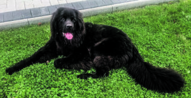 Eline (Berner Sennenhunde in Not) lebt seit April bei Frauke Osse in Buxtehude | Foto: Osse