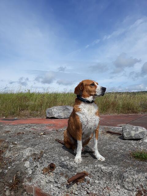 Familie Zaufke aus Buchholz hat Ben von der Tierhilfe Spanien e.V. aus Tornesch im Oktobr 2014 adoptiert | Foto: Zaufke