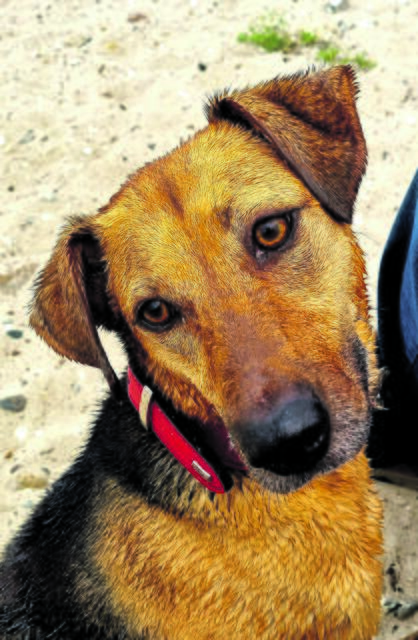 Ina und Manfred Schwarzenberg adoptierten ihre Lilly im Sommer 2019 vom Tierschutz Stade | Foto: Schwarzenberg