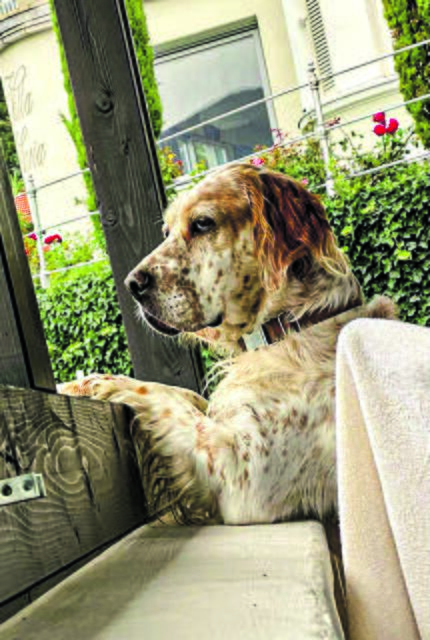 Nando wurde über „Petangels“ von Mallorca nach Seevetal vermittelt, wo er seit März bei Ilka Große Holthaus wohnt | Foto: Große Holthaus