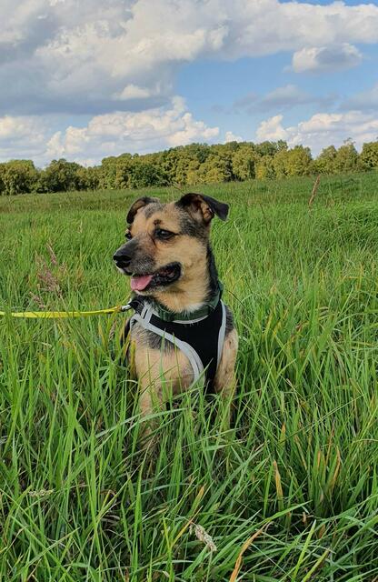 Nachdem Lotti sechs Jahre in einem polnischen Tierheim verbracht hat, haben Frank und Claudia Seltmann aus Buxtehude sie im Mai 2020 über eine Vermittlerin von der Hunde Hilfe Polen e.V. adoptiert | Foto: Seltmann