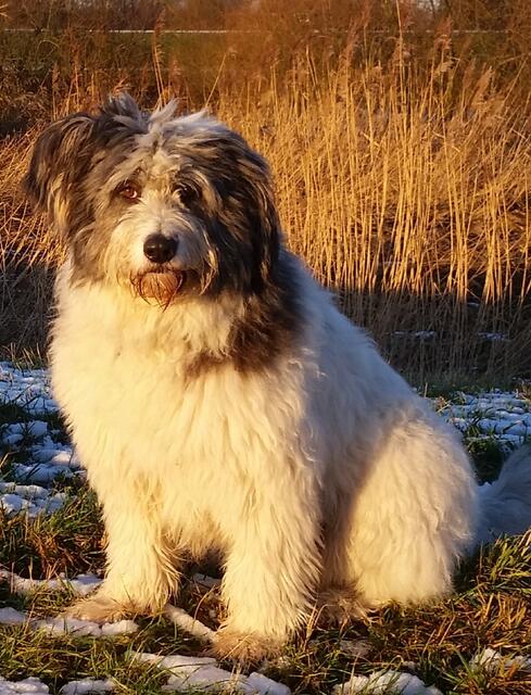 Das ist Anni. Sie war zwei oder drei Jahre alt, als Torsten Lembke und Kirstin Norbeck aus Winsen sie vor über fünf Jahren von SOS SchnauzerFamilie e. V. bekommen haben | Foto: Lembke/Norbeck