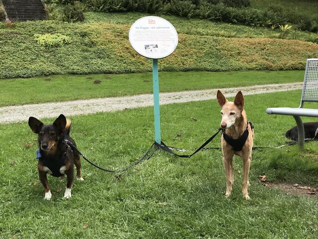 Neben Pimka lebt auch Barli (li.) aus Rumänien, adoptiert aus dem TH Koblenz, seit 1,5 Jahren bei Renate Gebhardt in Welle | Foto: Gebhardt 