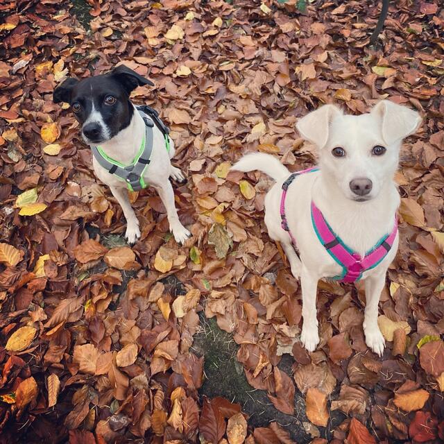 Pepsi aus Griechenland (weiß) wurde im November 2019 vom Tierschutzverein „Salva Hundehilfe“ adoptiert und
Luna (schwarz-weiß) im Oktober 2015 direkt in Spanien gerettet von Familie Schumacher | Foto: Schumacher
