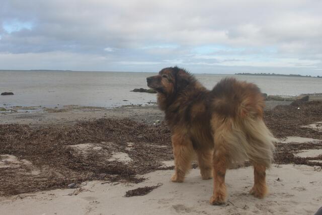 Luca, ca. 16-jährig, sass 11,5 Jahre in einem polnischen Tierheim und lebt seit 2019 bei Familie Du Beau in Dierkshausen und kam mit Hundehilfe Polen e.V. nach Deutschland | Foto: Du Beau