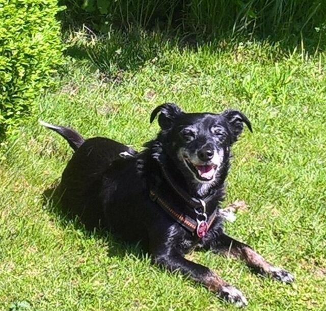 Banja wurde 2014 von Familie Jürges aus Winsen adoptiert, sie kommt aus Spanien und wurde vermittelt von der Tierschutz Organisation „Hunde ohne Lobby“. Inzwischen ist sie eine Seniorin von ca. zwölf Jahren | Foto: Jürges