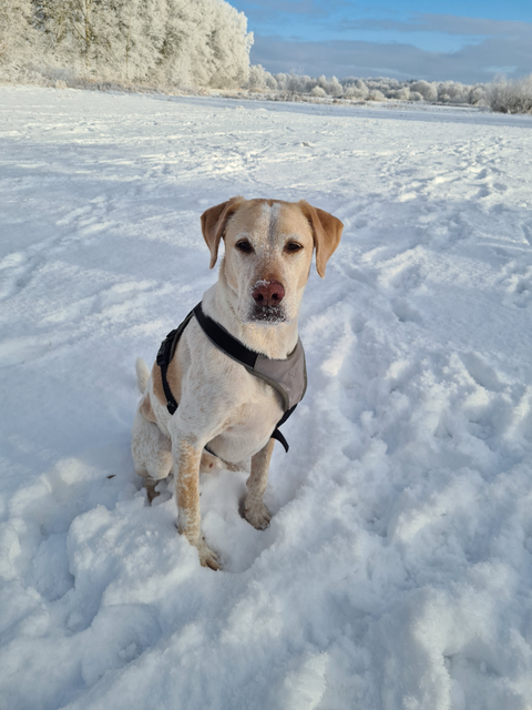 Beny, er kam ursprünglich aus Spanien und wurde vor sechs Jahren von Stefanie Bauer in Hittfeld aus dem Franziskus Tierheim in Hamburg adoptiert | Foto: Bauer