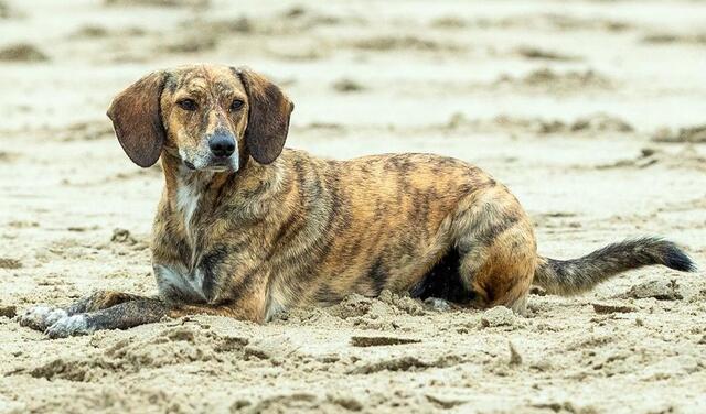 Familie Behrens aus Klint hat Elli im September 2018 von der Tierschutzorganisation" Straßenhunde Kreta e.V" übernommen | Foto: Behrens 