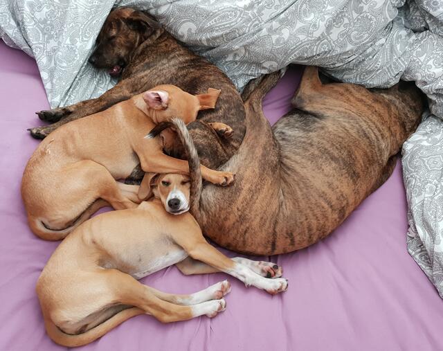 Ginger (re., gestromt), Kiwi (oben, gestromt), Peanut (hellbraun) und Jelly (hellbraun, weiße Füße). Zwei gehören Familie Bender aus Burweg (seit über vier Jahren), die zwei hellbraunen suchen noch ein zu Hause. Alle kommen über die Tierchutzorganisation Straßenhunde Kreta | Foto: Bender