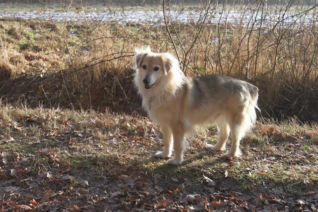 Rüde Spazi kam ca. neunjährig im Jahr 2016 zu Familie Du Beau nach Dierkshausen, vermittelt durch Hundehilfe Polen e.V.  aus dem Tierheim in Belchatow/Polen | Foto: Du Beau