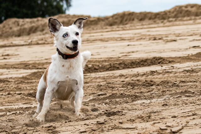 Paddy kam 2019 über Happy Paws Romania E.V. zu Lynda Hardy aus Buxtehude | Foto: Hardy