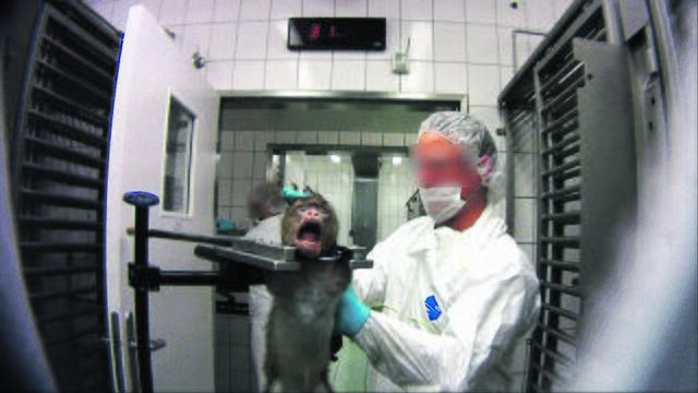 Grauenhafte Bilder wie die eines gequälten Affen sollen der Vergangenheit angehören | Foto: Soko Tierschutz / Cruelty Free international