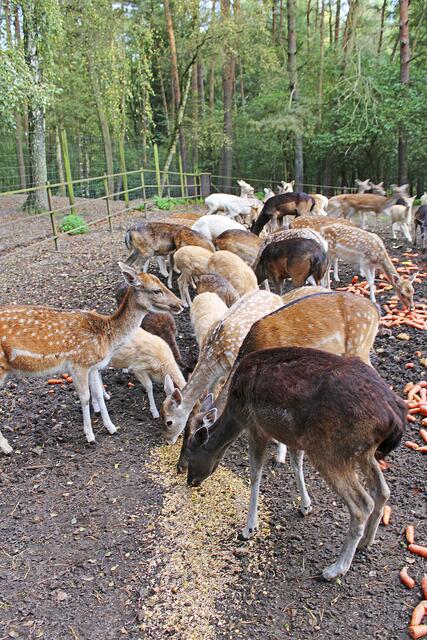 Eine Mischung aus Wildfutter, Möhren und getrockneten Brötchen gibt es für das Damwild am Morgen. Das Gehege des Damwilds ist einer der Lieblingsorte von Lukas Feyen | Foto: sv