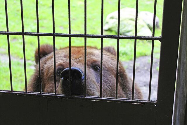 Was die Tierpfleger im Inneren der Pflegerhütte machen, finden die Bären erst einmal spannender als die Rosinen auf der Wiese | Foto: sv