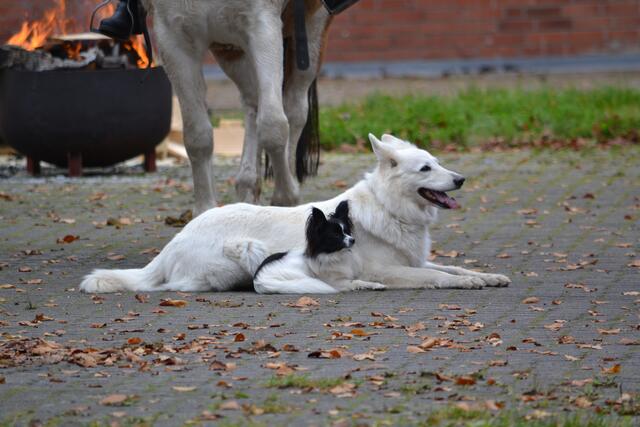 Nicht nur die Pferde, auch die Hunde strahlten Gelassenheit aus | Foto: bim