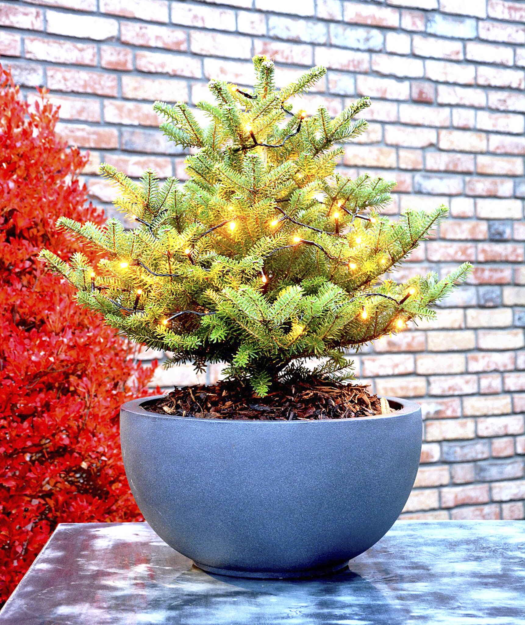 Empfang zum Advent Das Team des Garten von Ehren lädt ein Buchholz