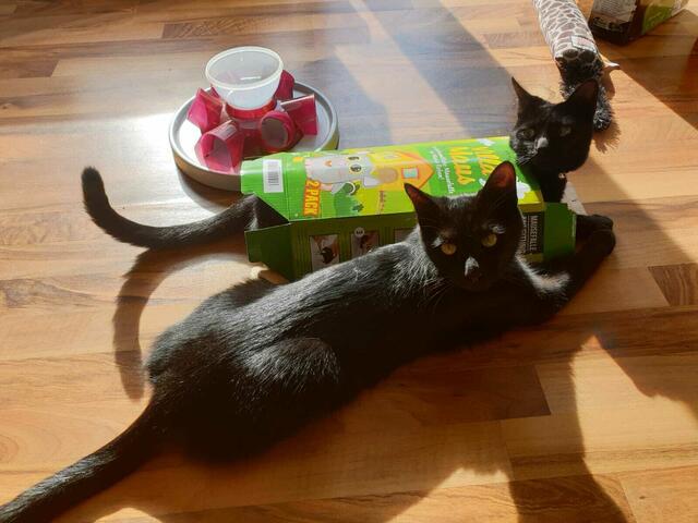 Selbst im kleinsten Karton ist noch Platz für eine Katze, ... Fotos: as