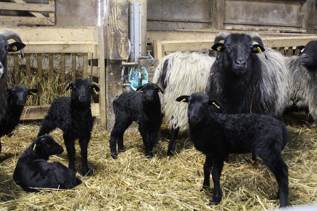 Die Lämmer leben mit ihren Müttern in Gruppen von 20 Schafen zusammen, um sich schon mal an das Leben in einer großen Herde zu gewöhnen