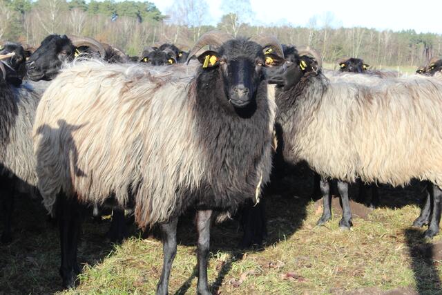 Insgesamt pflegen rund 600 Schafe die rund 700 Hektar Heide im Naturschutzgebiet