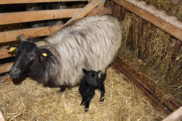 Rund 100 Lämmer sind seit Silvester im Schafstall in Döhle geboren worden. Weitere 250 sollen noch folgen