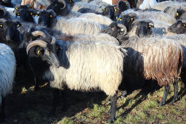 So wird die Rasse "Grau gehörnte Heidschnucke" erhalten
