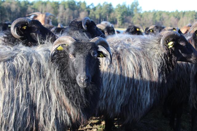 Die Herde in Döhle umfasst rund 400 Tiere