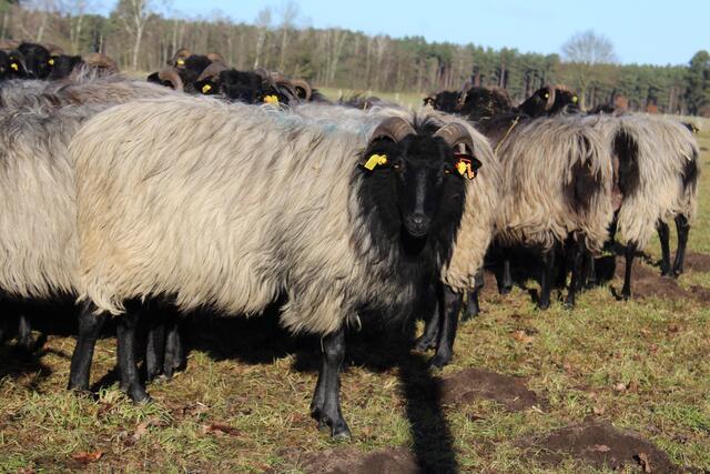 Die Heidschnucken werden im Naturpark Lüneburger Heide zur Landschaftspflege eingesetzt