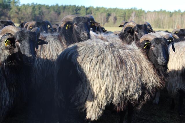 Erst Stunden-, dann Tageweise werden die Lämmer an das Draußen sein gewöhnt. Erwachsene Heidschnucken sind mit ihrem Schäfer täglich rund acht Stunden in der Heide unterwegs