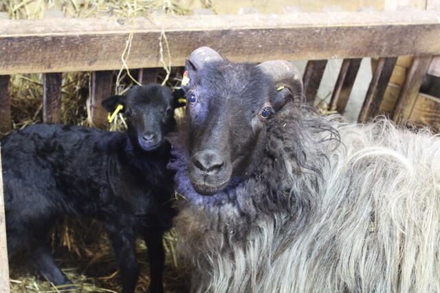 Die ersten Tage nach der Geburt sind Lamm und Mutter allein in einer Box