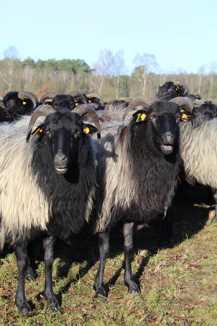Die Schafe in Döhle werden vor allem zur Landschaftspflege und zur Zucht eingesetzt