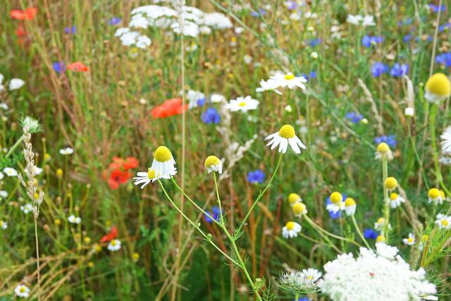 In Harsefeld sollen mehrere Blühflächen geschaffen werden | Foto: Samtgemeinde Harsefeld