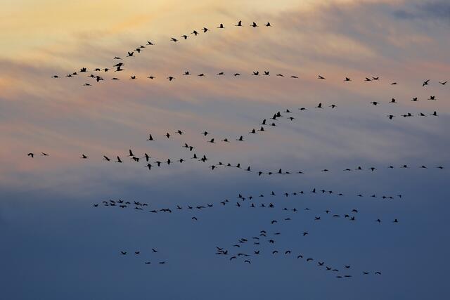 Auf dem Weg zu ihrem Schlafplätzen fliegen die Kraniche in großen Gruppen ein. | Foto: Hans-Joachim Schaffhäuser
