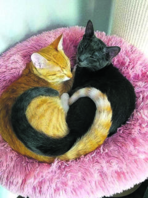 So sieht Liebe aus: Schröder und Hondo aus Buchholz | Foto: Familie Steinert