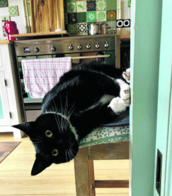 Jetzt bloß nicht bewegen! - Dicker aus Kranenburg auf seinem Lieblingsstuhl | Foto: Anja Breier