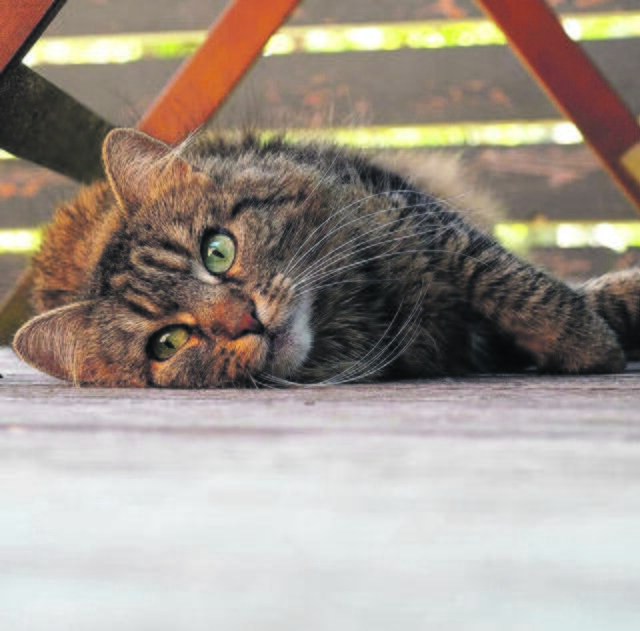 Bereit, jeden Moment aufzuspringen - Mowgli aus Dohren | Foto: Kim Lutze
