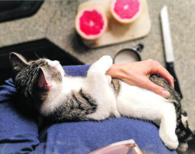 Schmusestunde mit Frauchen: Ginshu aus Harsefeld | Foto: Bianca Quast