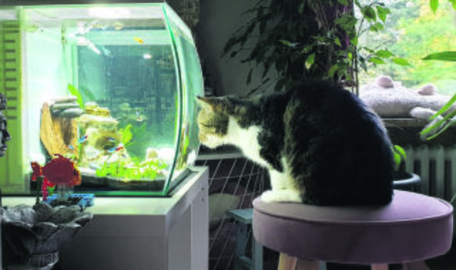 "Catflix" findet Spike aus Regesbostel immer wieder spannend | Foto: Jennifer Brocksen